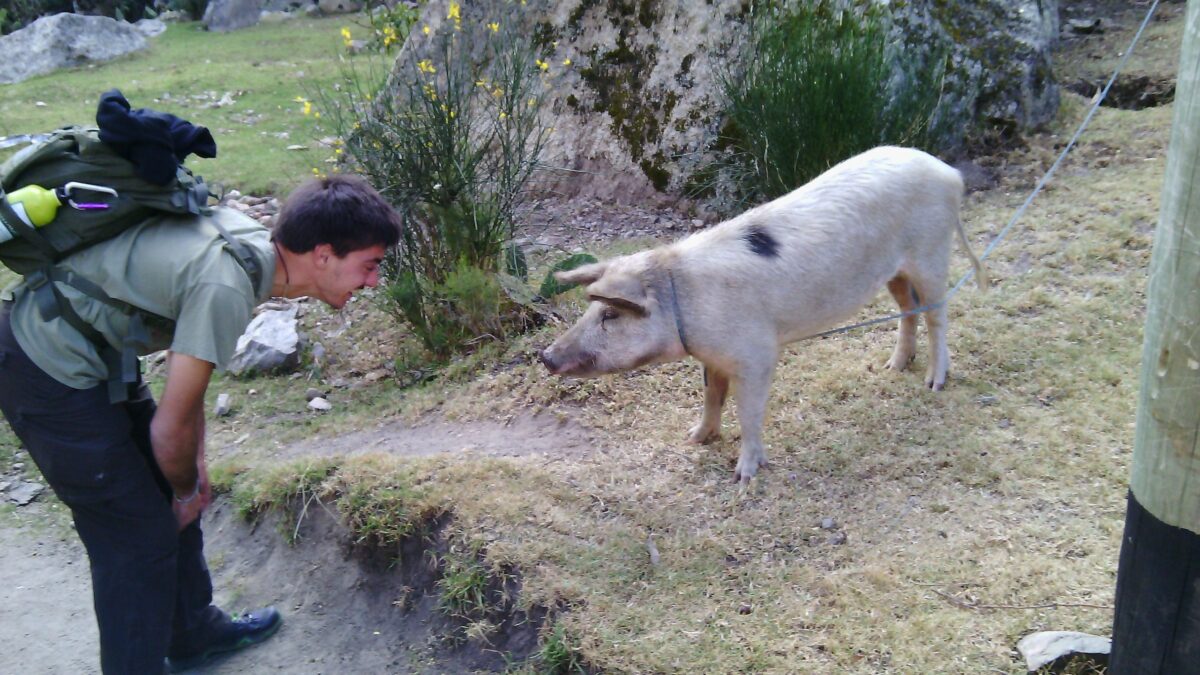 Luca y un chanchito, ya cerca de Aguas  Calientes.