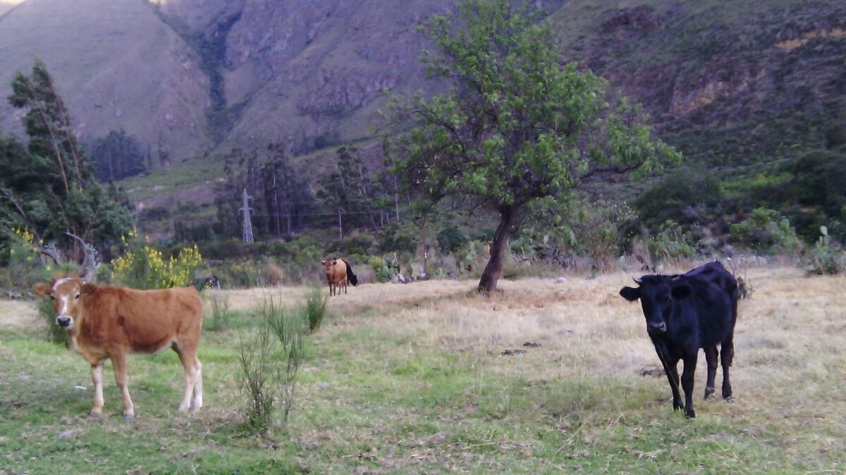 Más del camino a Machu Picchu.