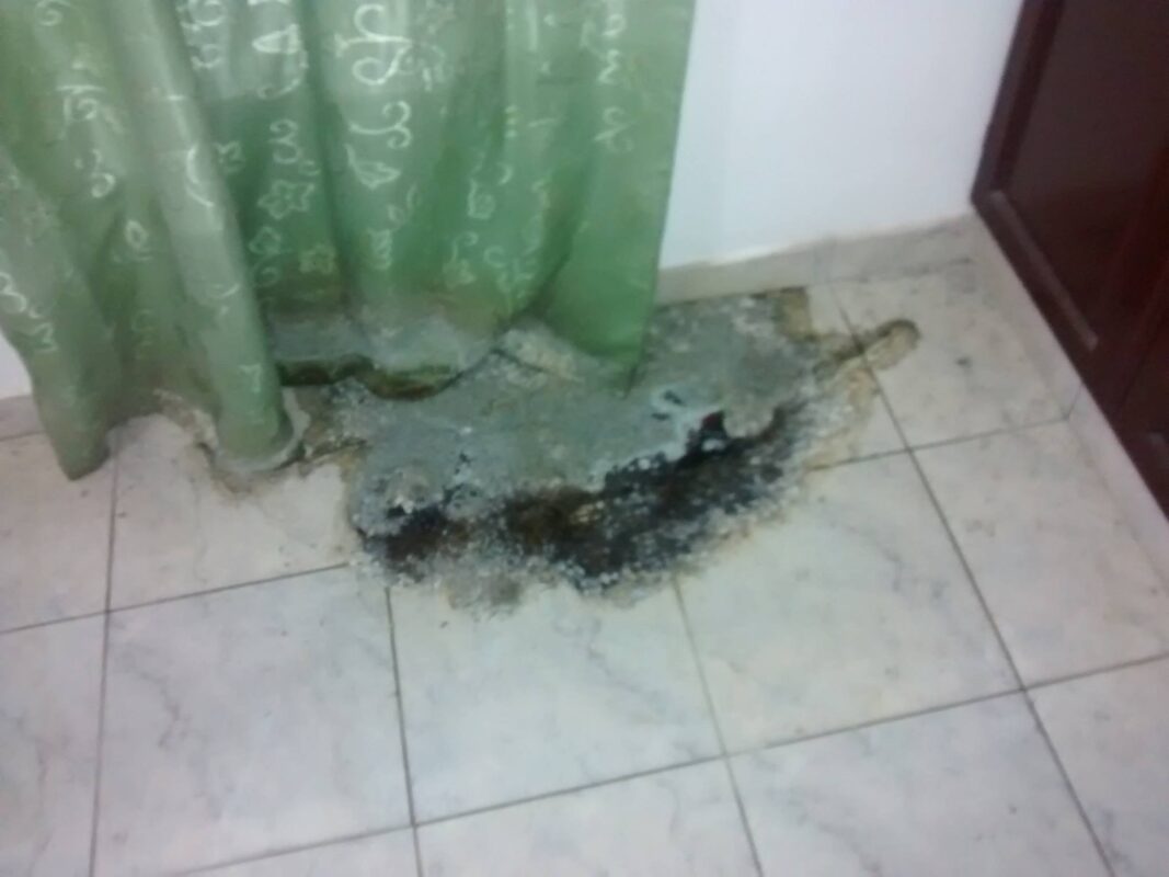 Lo que quedó de Bigotes.